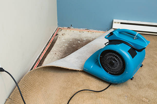 Best Flooded house restoration  in Lumbine Valley, CO